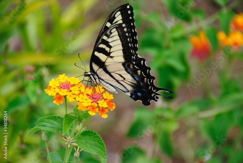 Tiger Swallowtail butterfly #34818264