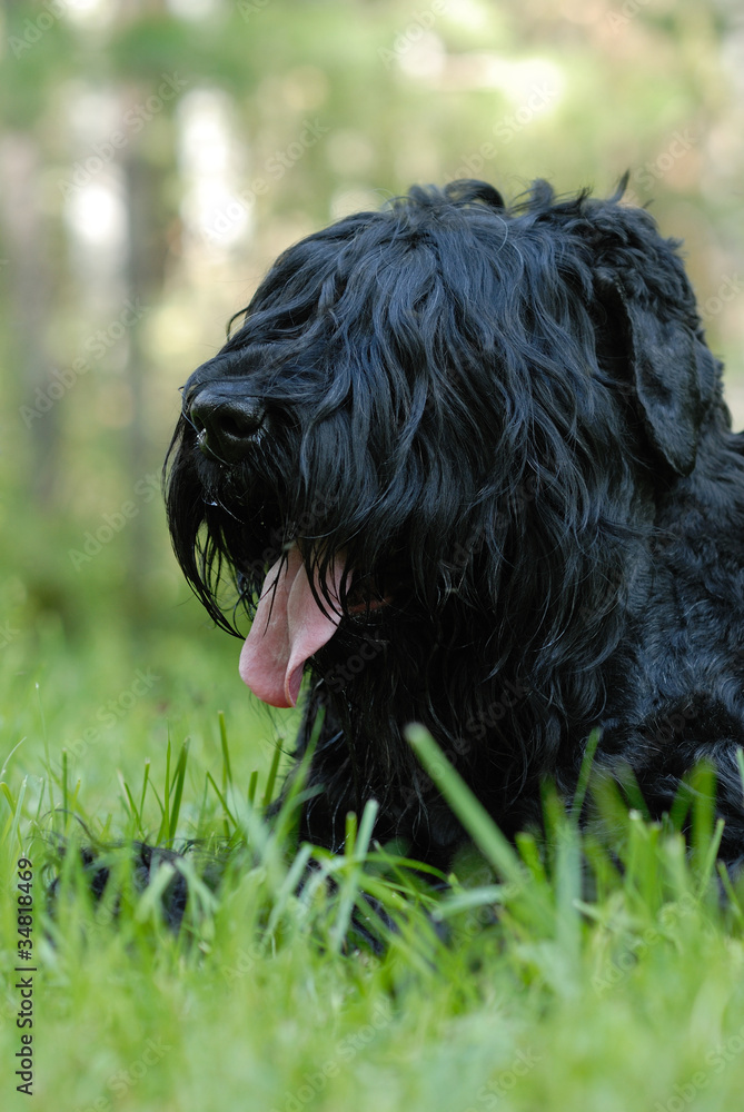 Black russian terrier