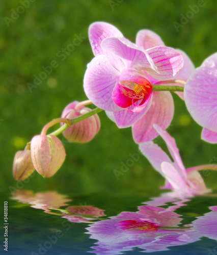 Wasser Orchidee