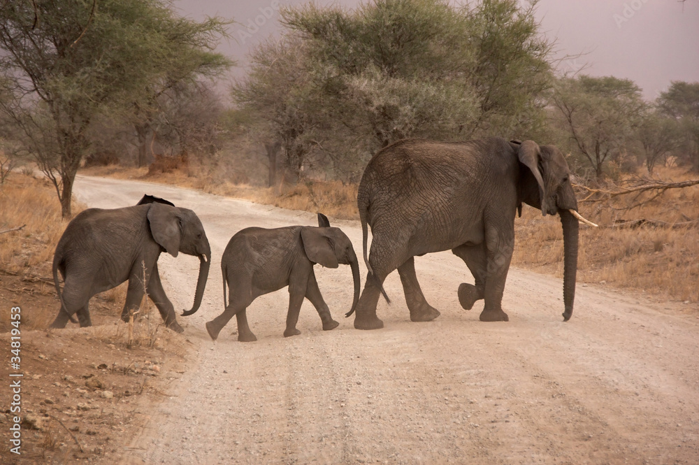 Elefanten überqueren die Strasse