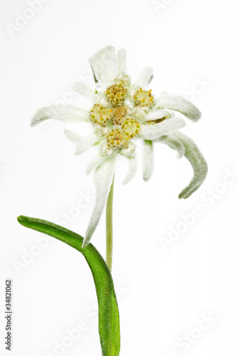 Fototapeta Naklejka Na Ścianę i Meble -  Alpen-Edelweiß (Leontopodium alpinum)