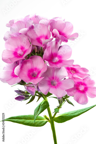 Blühender Phlox paniculata, große DOF