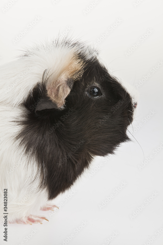 guinea pig guinea pig