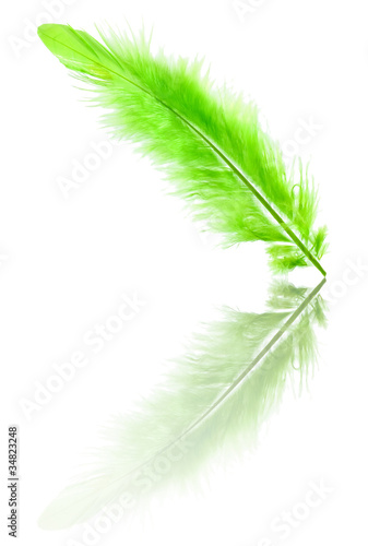 Green feather with reflection