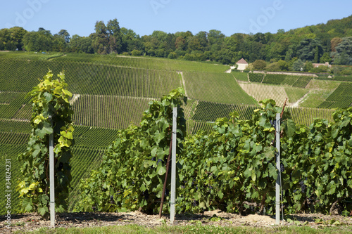 Vineyards close to Hautvillers photo