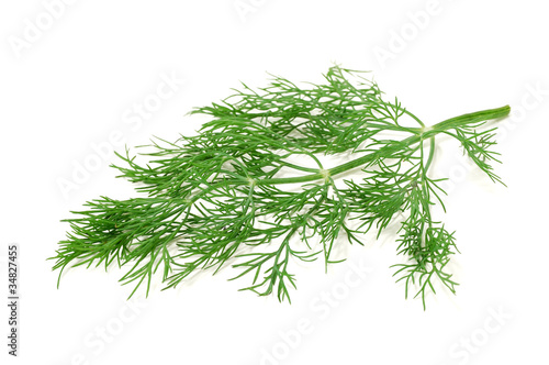 fennel branch