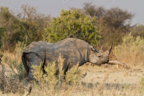 Spitzmaulnashorn  Black Rhino  Diceros Bicornis