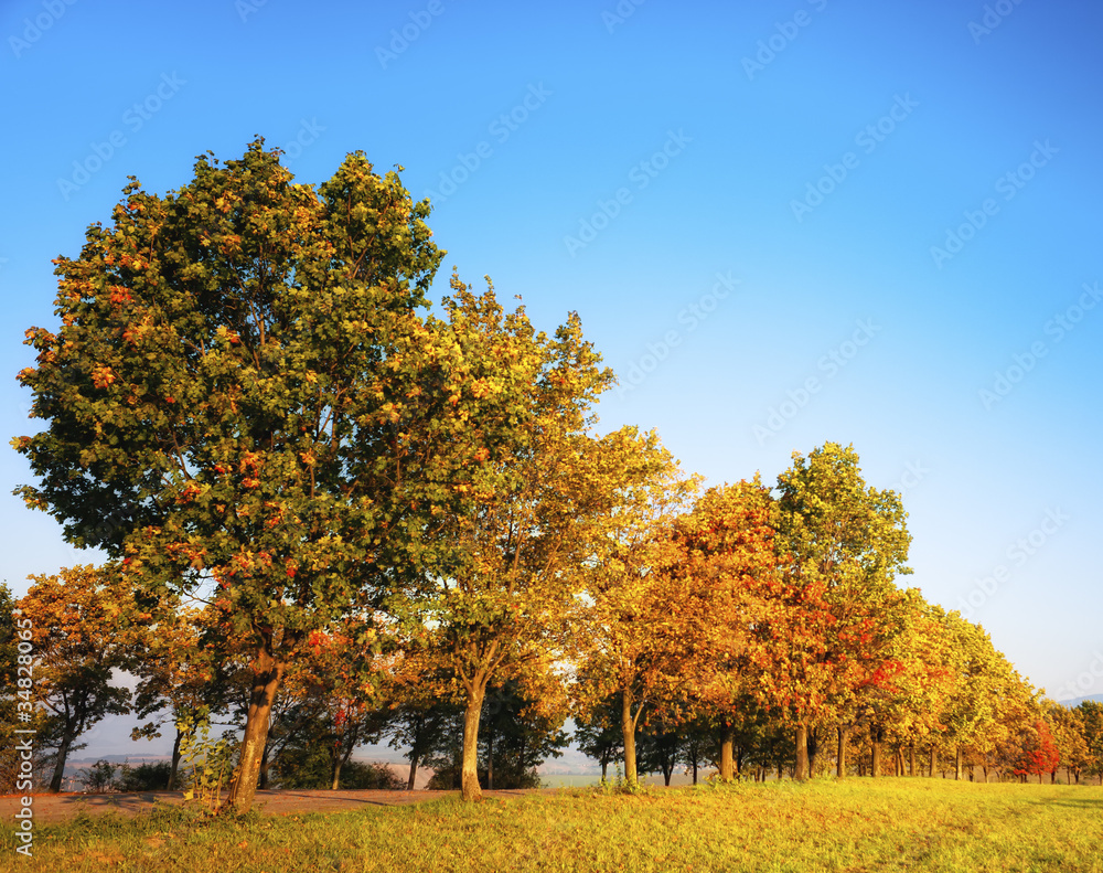 Trees in autumn morning