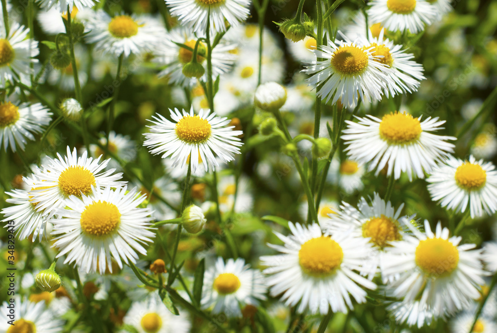 chamomile flowers