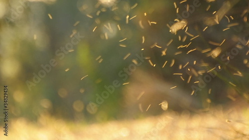 moscerini insetti - midge photo