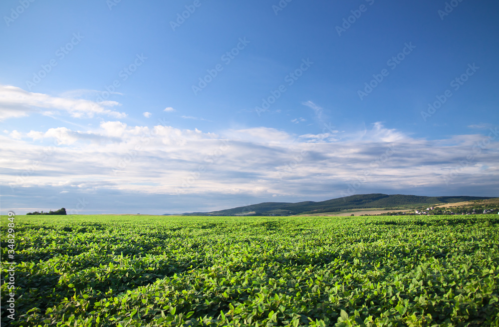 Cultivated soy field