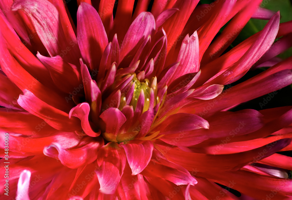 Chrysanthemum Chrysanthemum