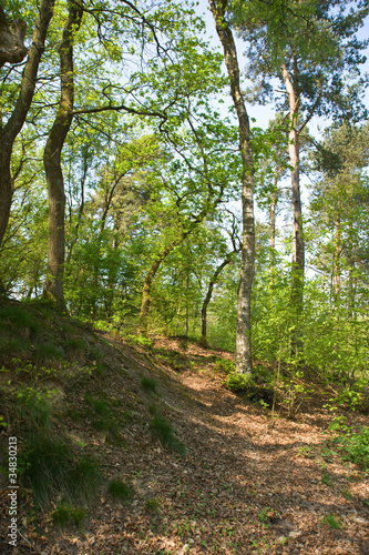 Forrest trail uphill