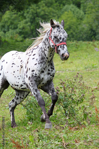 Etalon appaloosa - american horse
