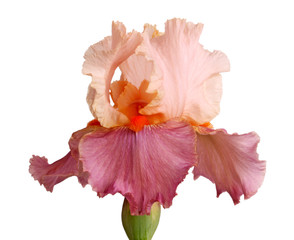 Papier peint photo Iris Iris mauve et rose isolé  © sbgoodwin
