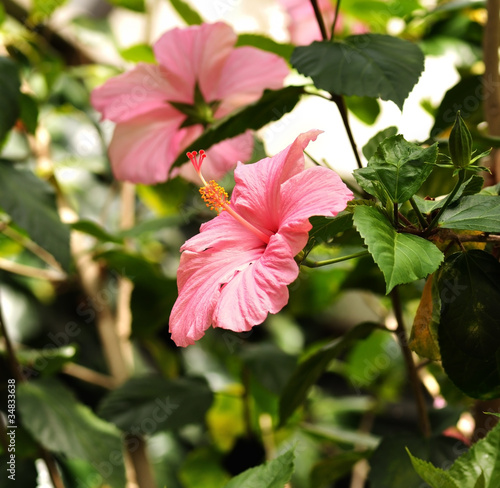 Fototapeta Pink Hibiscus Flowers
