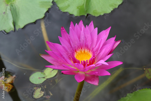 A lotus or water lily flower.