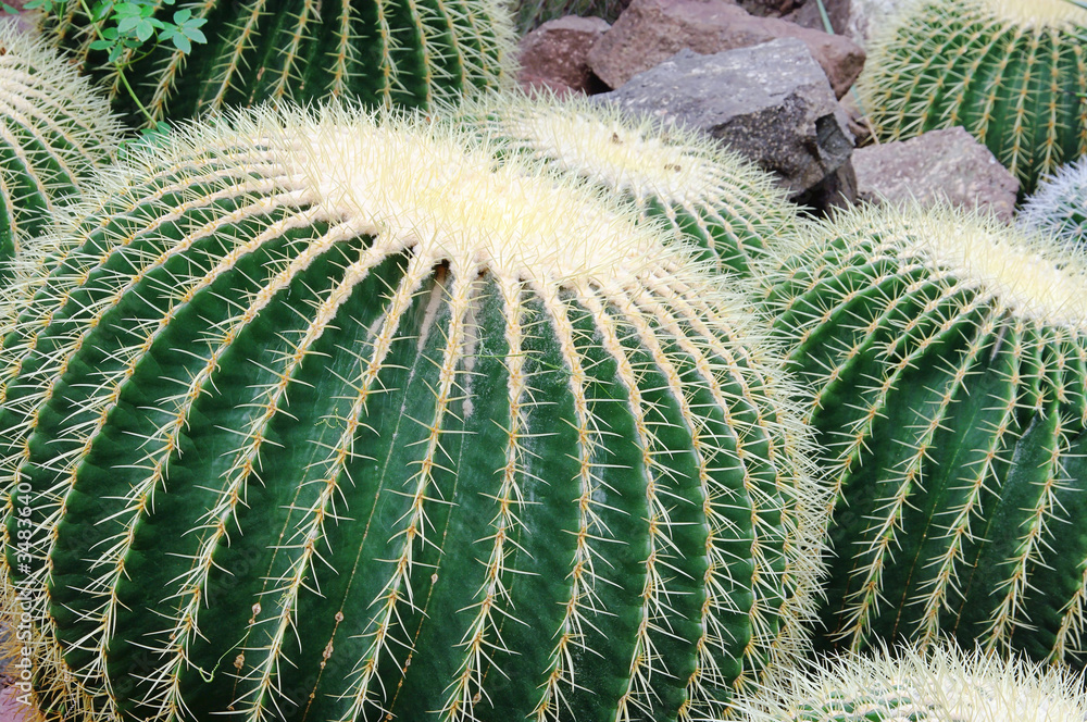 Kaktus Schwiegermuttersessel - Golden Barrel Cactus 01 Kaktus Schwiegermuttersessel - Golden Barrel Cactus 01