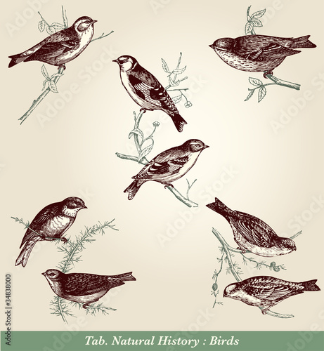 Oiseaux