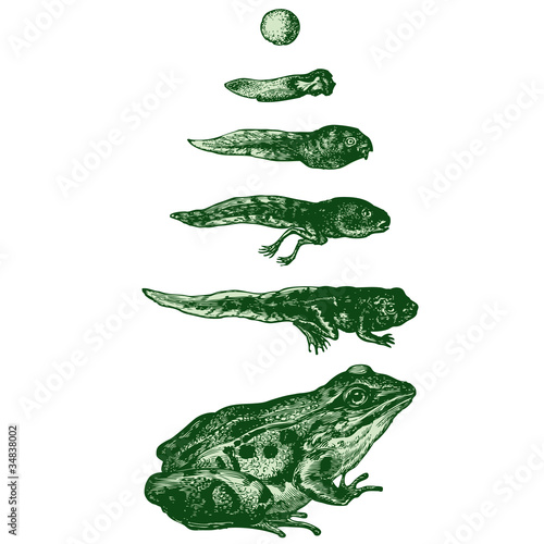 Evolution