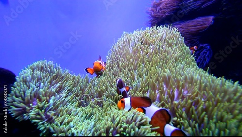 Some Ritteri Anemone gently sways with some Clownfish. photo