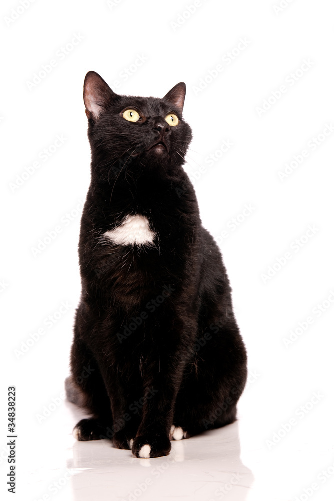 chat noir aux yeux jaunes chat noir aux yeux jaunes