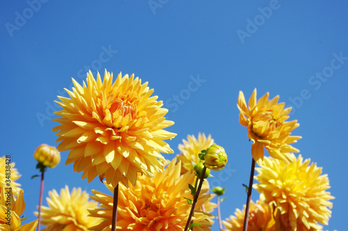 Yellow dahlias under blue sky