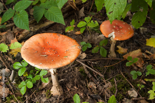 Mushrooms in green forest