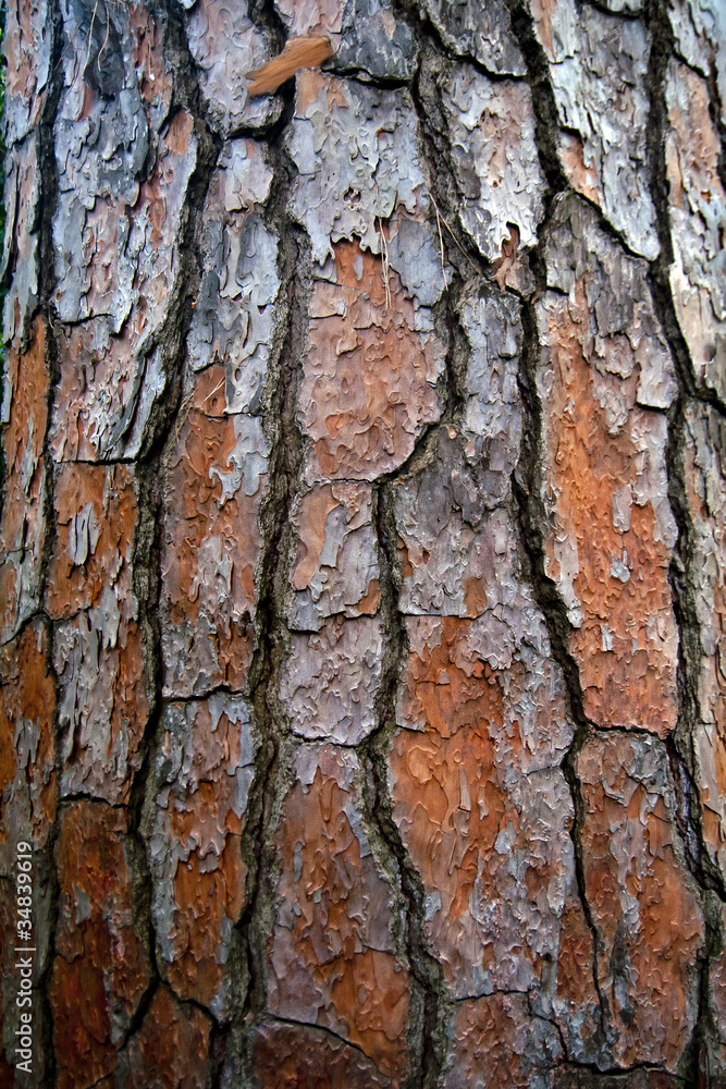 Bark on a trunk of the Aleppo Pine Bark on a trunk of the Aleppo Pine