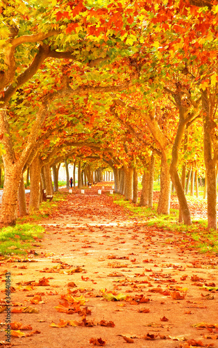 Fototapeta Naklejka Na Ścianę i Meble -  Nice pathway at autumn