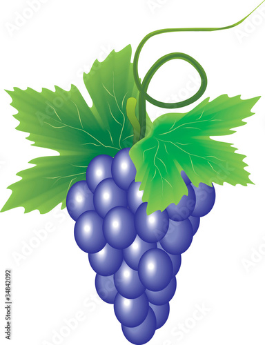 branch of grapes