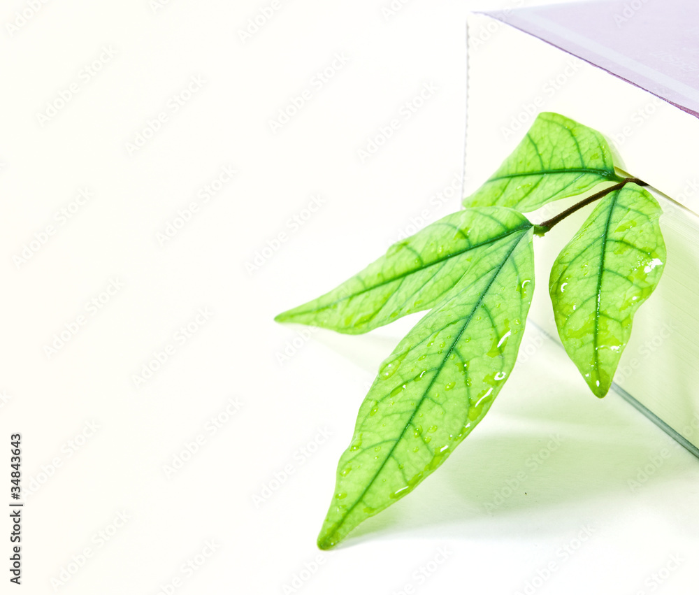 Obraz premium Book with a green leaf