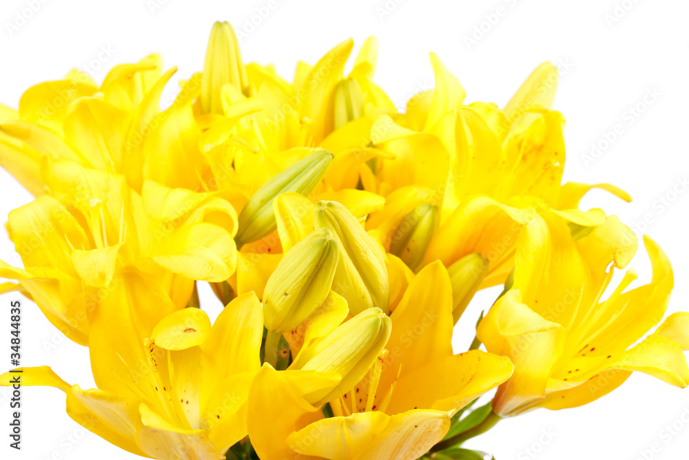 Obraz premium Beautiful lilies