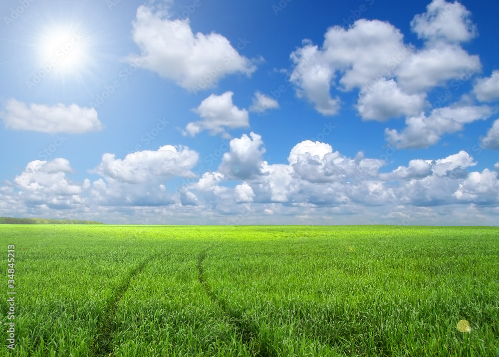 Green field and blue sky