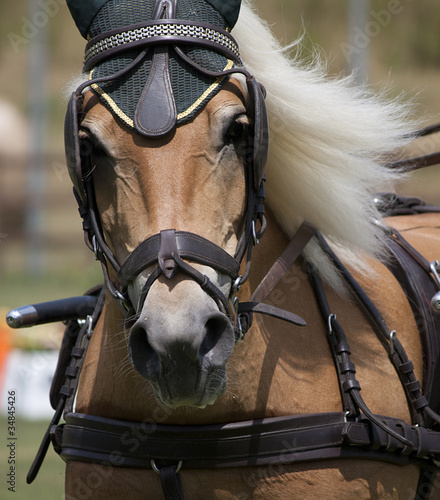Cavallo marrone © Antonella Fulli