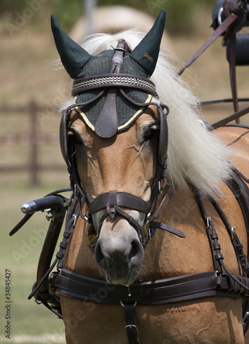 Cavallo marrone