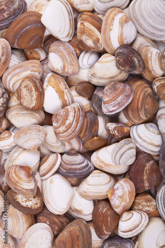 Brown and orange sea shells background