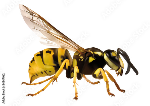 Hornet