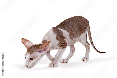 Foto Peterbald Kitten 18337