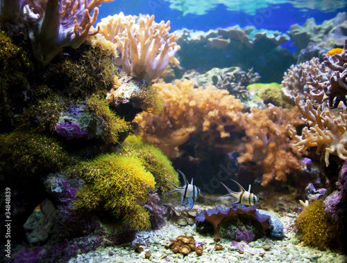 Underwater life. Coral reef  fish.