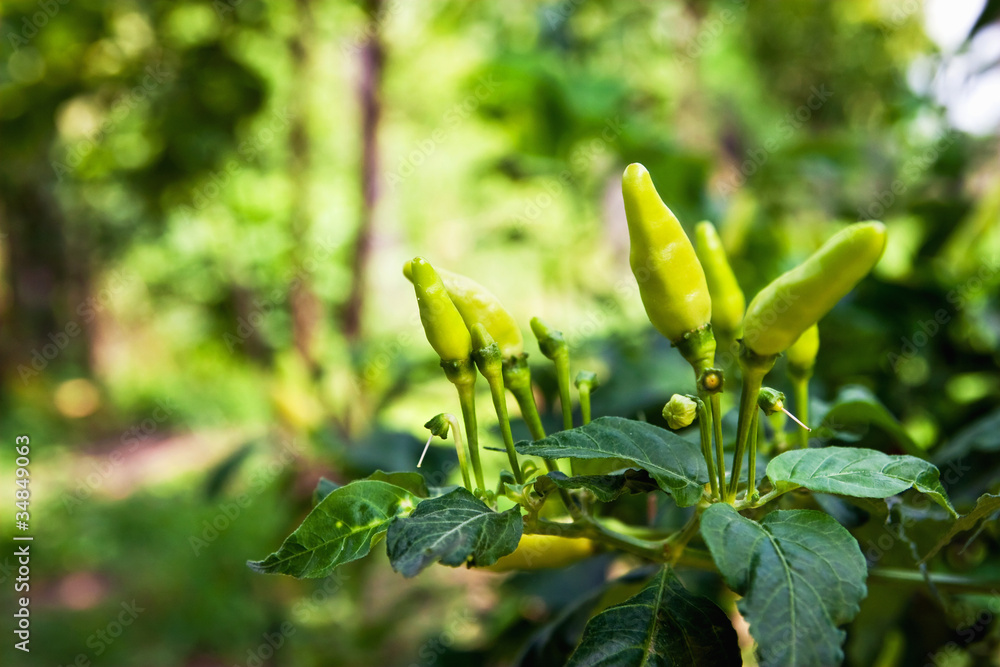 Young fresh chilli tree Young fresh chilli tree