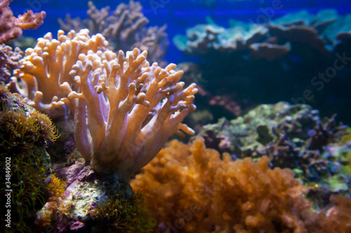 Underwater life. Coral reef, fish.