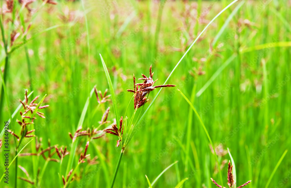 Green grass blossom background Green grass blossom background