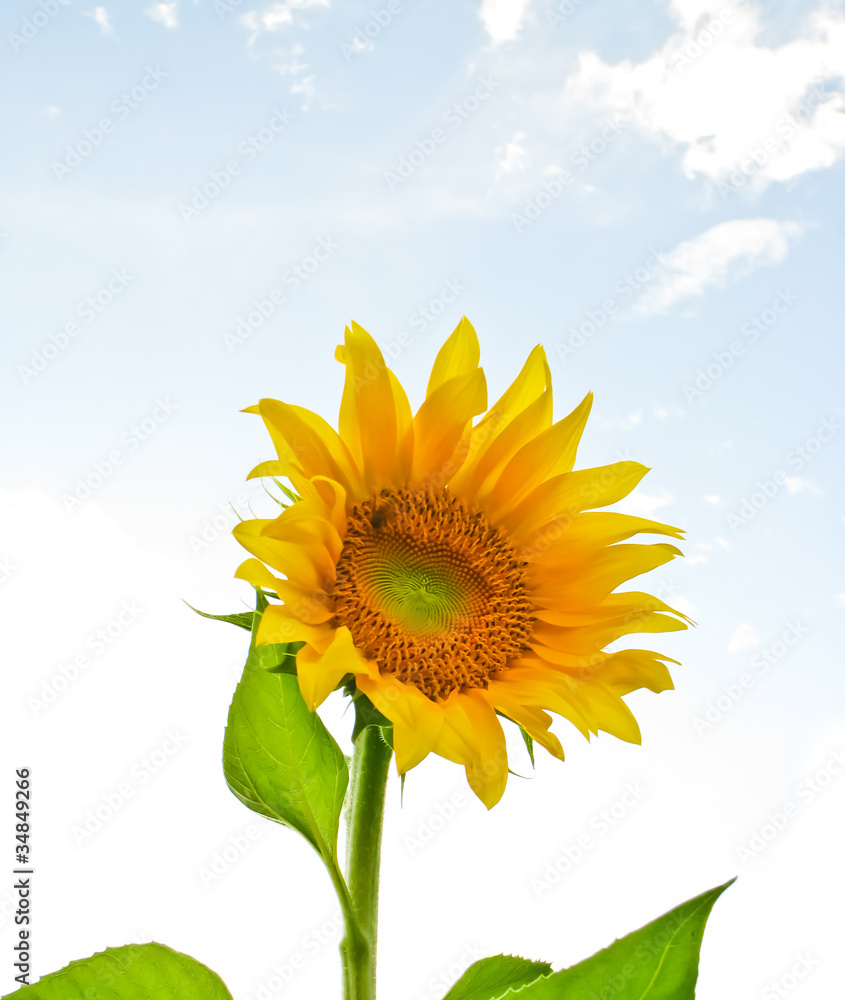 sunflower blooming in sunshine day sunflower blooming in sunshine day