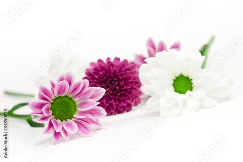 Fototapeta Naklejka Na Ścianę i Meble -  verstreute Blüten