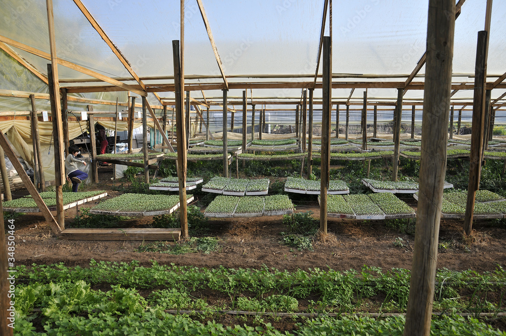 Fototapeta premium Invernadero para semilla