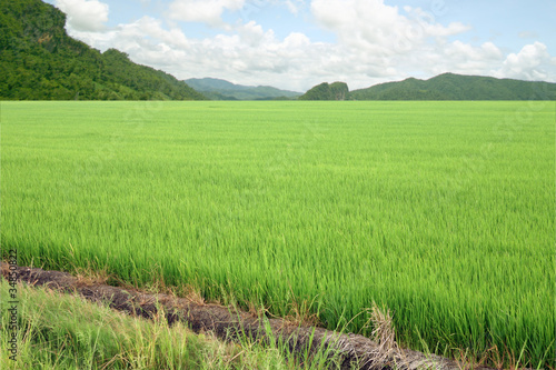 Photography Rice on sky.
