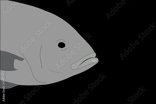 Fisch auf Black