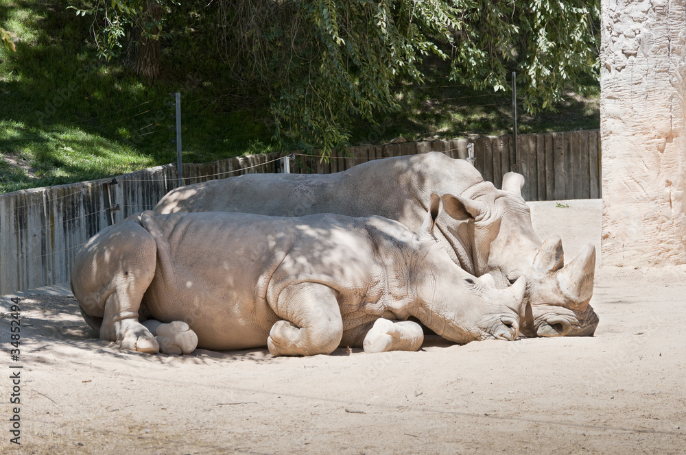 Rinocerontes blancos (Ceratotherium simum) Rinocerontes blancos (Ceratotherium simum)