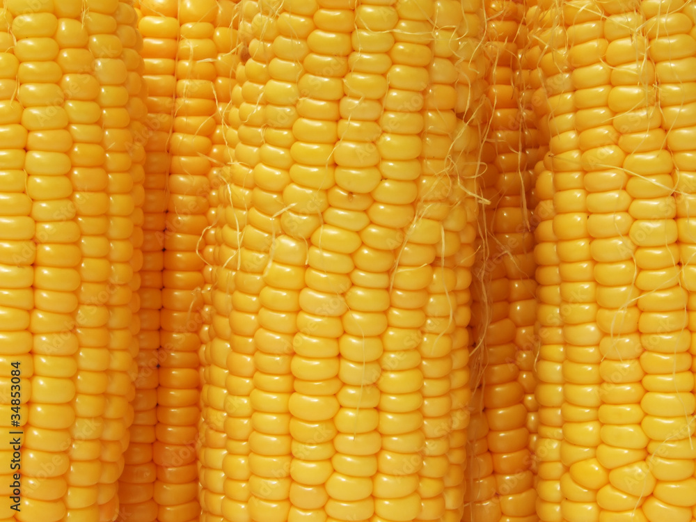 yellow corn background yellow corn background